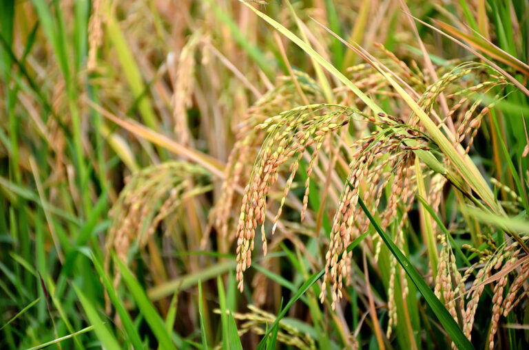Arroz –  Um Mergulho na História e Cultura Global