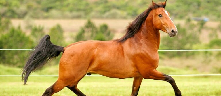Puro Sangue Lusitano – Séculos de Evolução