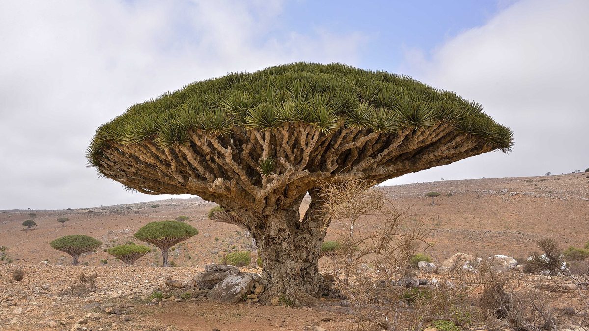 Socotra: A Ilha das Árvores de Sangue-de-Dragão
