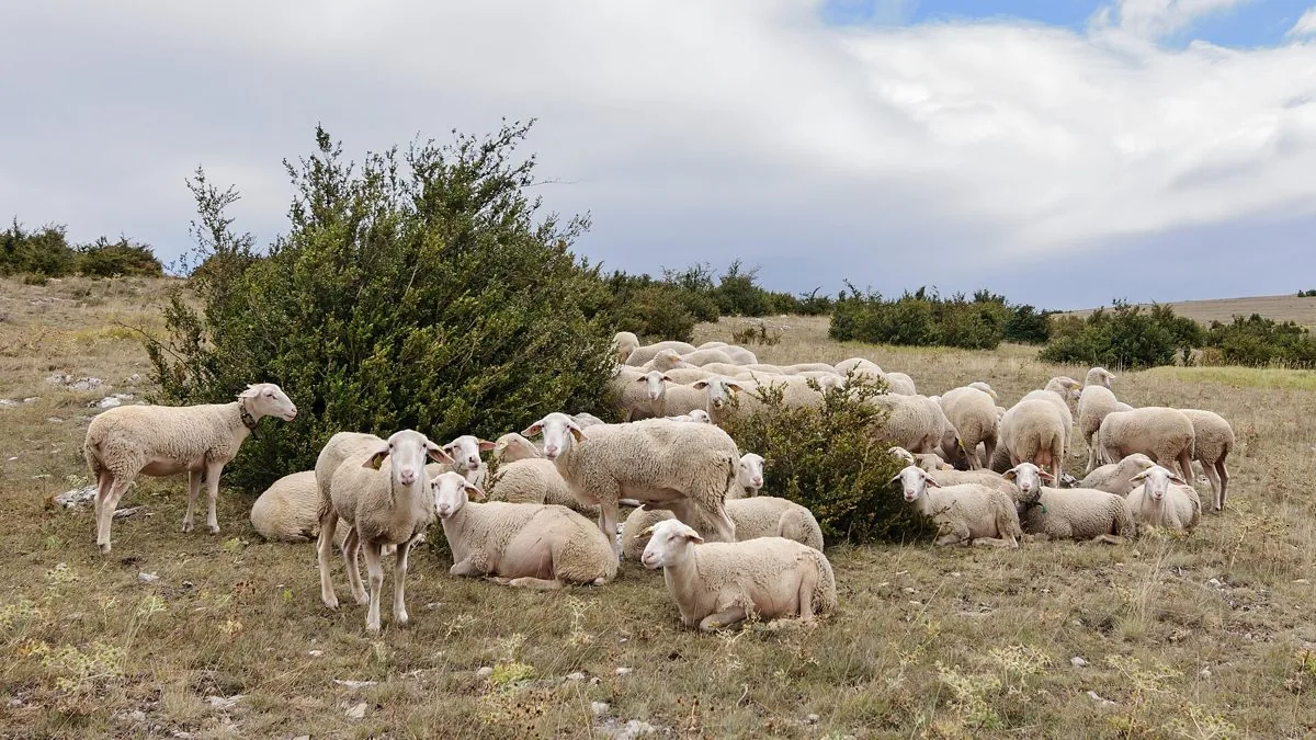 Roquefort: A História do Queijo Azul Francês Curado em Grutas