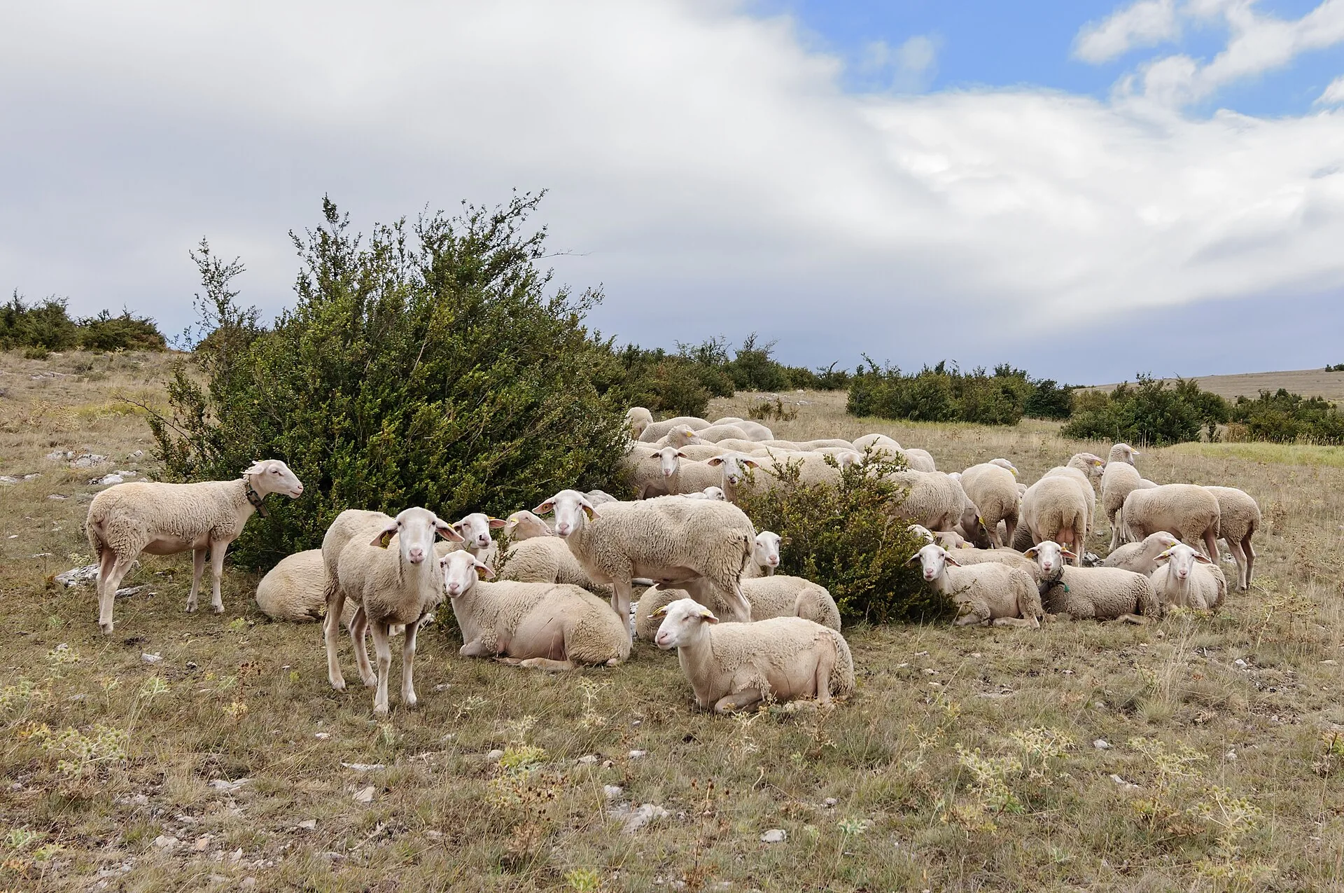 Rebanho de ovelhas Lacaune num pasto rural