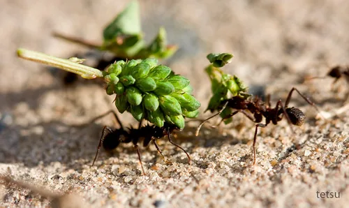 Formigas a transportar vegetação enquanto exploram o solo