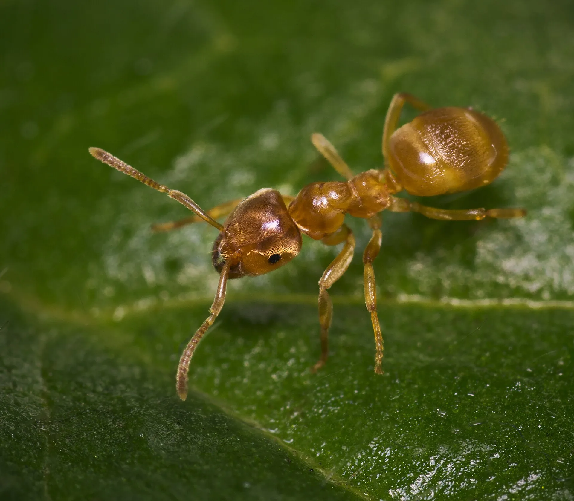 Formiga em macro sobre uma folha verde